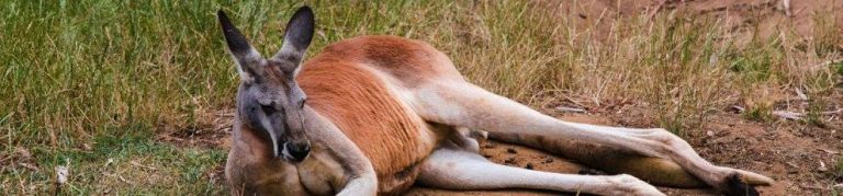 red-kangaroo-let-s-fix-the-australia-us-tax-treaty